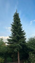 10m kerstboom voor bijv evenement of gemeente, Tuin en Terras, Planten | Bomen, Ophalen of Verzenden, Volle zon, Overige soorten