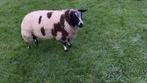 Bonte  schapen, Dieren en Toebehoren, Schapen, Geiten en Varkens, Mannelijk, Schaap