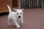 Prachtige West Highland White Terriër pups (westie), Parvo, België, Overige rassen, 8 tot 15 weken