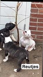 2 reutjes puppies x Scott American Bulldog/ pitbull terrier, Dieren en Toebehoren, Overige rassen, 8 tot 15 weken, Meerdere dieren