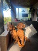 Mooie vizsla pups (reutjes), Dieren en Toebehoren, Overige rassen, CDV (hondenziekte), 8 tot 15 weken, Meerdere