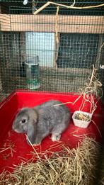 Hangoor rammelaar te koop., Kooi, Zo goed als nieuw, 75 tot 110 cm, Ophalen