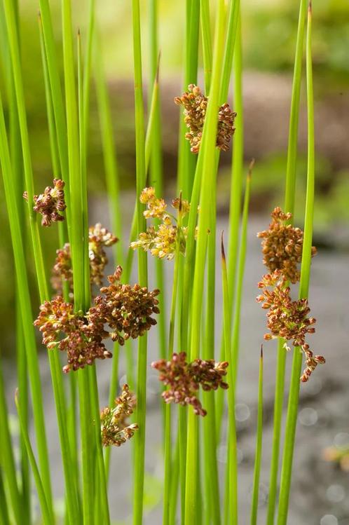 Pitruspollen gratis, Tuin en Terras, Planten | Tuinplanten, Vaste plant, Siergrassen, Halfschaduw, Zomer, Ophalen