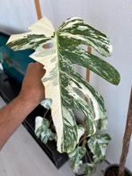Monstera albo variegata stekje, Huis en Inrichting, Kamerplanten, Overige soorten, Minder dan 100 cm, Groene kamerplant, Halfschaduw