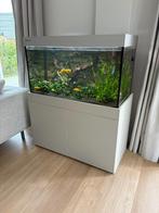 Aquarium Giesemann met onderkast 250 lt, Dieren en Toebehoren, Vissen | Aquaria en Toebehoren, Ophalen, Gebruikt, Gevuld zoetwateraquarium