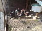 Barnevelder krielhaan, Mannelijk, Kip