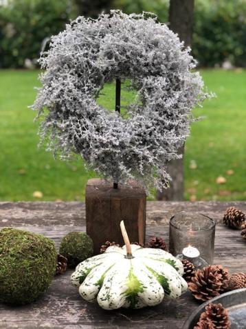 HERFST: PRACHTIGE Asparagus krans white doorsnede ca. 35 cm. beschikbaar voor biedingen