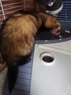 Wildkleur fret, Dieren en Toebehoren, Mei, Mannelijk