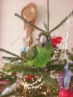 1 Lieve, gesocialiseerde Jardinepapegaai te koop, Dieren en Toebehoren, Geslacht onbekend, Papegaai, Tam