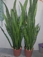 Twee mooie Sansevieria planten, Ophalen, Overige soorten, Volle zon