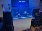 Compleet zee aquarium, Dieren en Toebehoren, Ophalen, Gebruikt, Gevuld zeewateraquarium