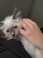 100% Ragdoll kittens mogen verhuizen🥰, Dieren en Toebehoren, Katten en Kittens | Raskatten | Langhaar, Meerdere dieren, Ingeënt