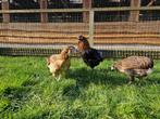 Gekleurde eieren | Araucana kippen | Passend advies, Vrouwelijk, Kip