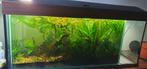 Aquarium met vis en planten (Anubias planten), Ophalen, Gebruikt, Gevuld zoetwateraquarium