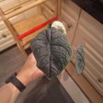 Alocasia Melo, Huis en Inrichting, Kamerplanten, Ophalen of Verzenden, Halfschaduw, Minder dan 100 cm