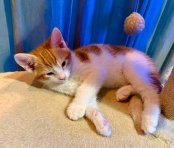 Nog 1 Mooie & Lieve Rood-Witte Kater Nu 9 Weken / Kitten beschikbaar voor biedingen
