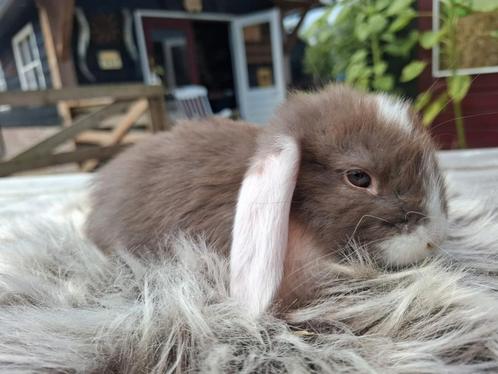 Franse Hangoren, Dieren en Toebehoren, Konijnen, Groot, Meerdere dieren, 0 tot 2 jaar, Hangoor