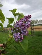 Tekoop aangeboden Seringen, Syringa Vulgaris, paars, Ophalen of Verzenden, Overige soorten, Struik, 100 tot 250 cm