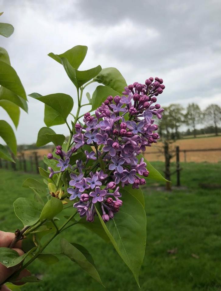 Tekoop aangeboden Seringen, Syringa Vulgaris, paars, Tuin en Terras, Planten | Struiken en Hagen, Struik, Overige soorten, 100 tot 250 cm