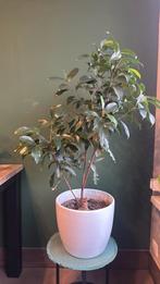 Mooie binnenplant 90cm, Ophalen, Ficus, Halfschaduw, Minder dan 100 cm