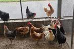 Legkippen amrock, sussex, bruine leghen, Dieren en Toebehoren, Pluimvee, Vrouwelijk, Kip