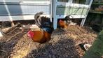 2 hanen, Dieren en Toebehoren, Pluimvee, Mannelijk, Kip