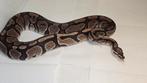 Ballpython/koningspython vanilla het piebald, Dieren en Toebehoren, Reptielen en Amfibieën, Slang, 3 tot 6 jaar