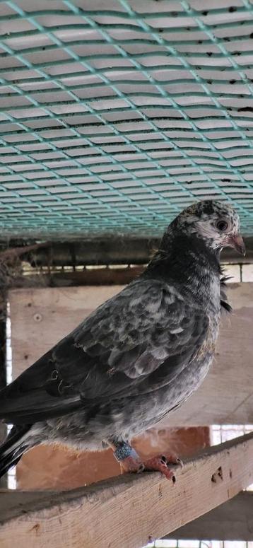 Figurita duiven schimmel  beschikbaar voor biedingen