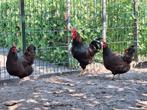 (kriel) kippen te koop, Dieren en Toebehoren, Vrouwelijk, Kip