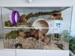 Terrarium Knaagdier met Witte profielen, Dieren en Toebehoren, Nieuw, Minder dan 60 cm, Hamster, Ophalen of Verzenden