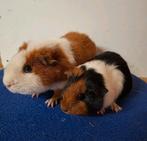 2 jonge beertjes, Dieren en Toebehoren, Knaagdieren, Cavia, Mannelijk, Tam, Oktober