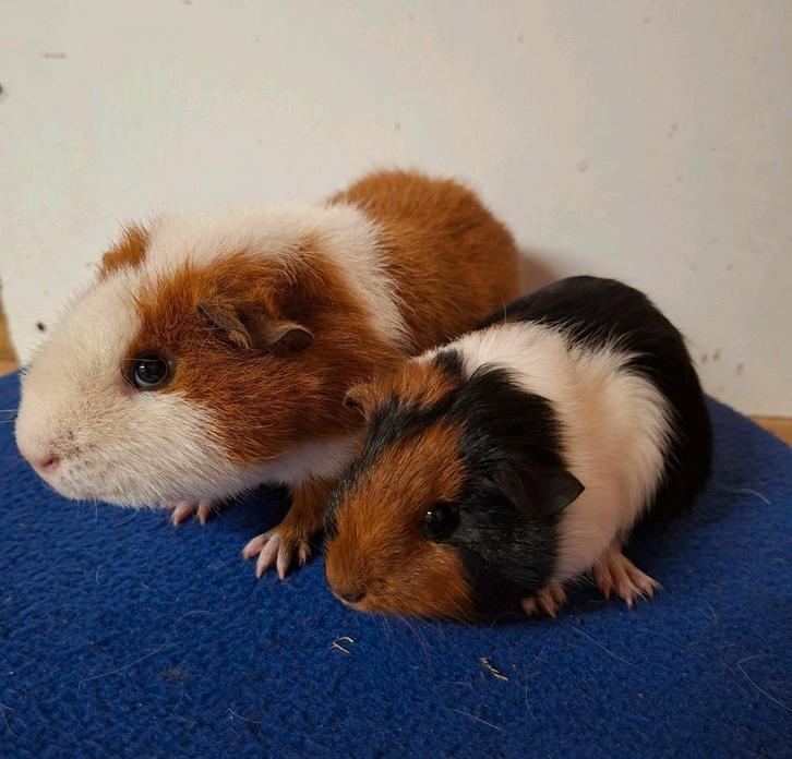 2 jonge beertjes, Dieren en Toebehoren, Knaagdieren, Mannelijk, Cavia, Oktober, Tam
