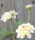 Wisselbloem Wit/Roze (Lantana Camara), Ophalen of Verzenden, Zomer