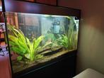 Aquarium, Ophalen, Gebruikt, Gevuld zoetwateraquarium