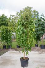 moerbei boom morus alba pendula treurvorm, Ophalen, In pot, Volle zon, Overige soorten