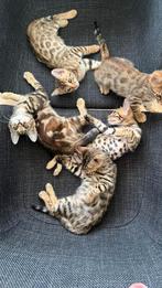 Bengaalse kitten's op zoek naar nieuw huisje., Dieren en Toebehoren, Katten en Kittens | Raskatten | Korthaar, Meerdere dieren