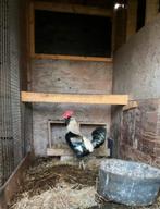 Mooie haan, Dieren en Toebehoren, Mannelijk, Kip