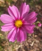 BIO zaden van cosmea uit eigen moestuin, Ophalen of Verzenden, Volle zon