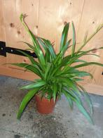 Kamerplant Chlorophytum comosum 'Lemon', Ophalen, Halfschaduw, Minder dan 100 cm