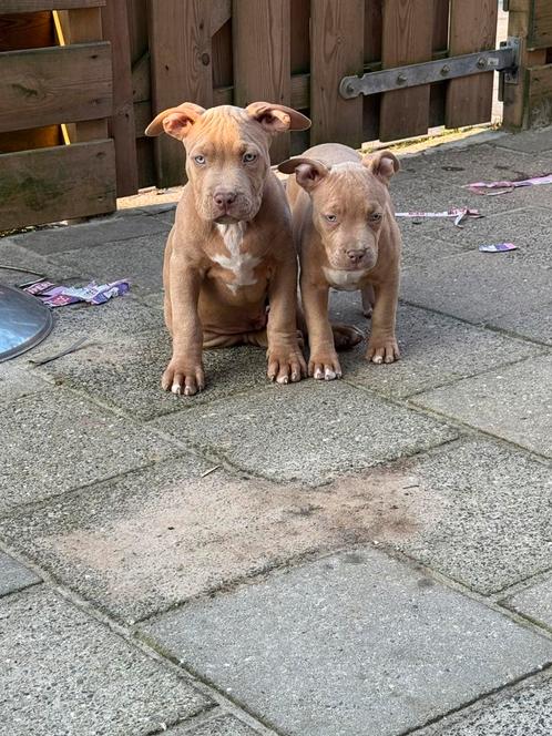 American Bully XL met stamboom, Dieren en Toebehoren, Honden | Bulldogs, Pinschers en Molossers, Meerdere dieren, Overige rassen