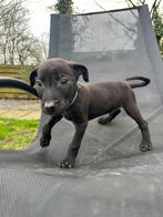 Prachtige Mechelseherder x AmericanPitbull pup (lichtblauw), Particulier, 8 tot 15 weken, Middel, Reu