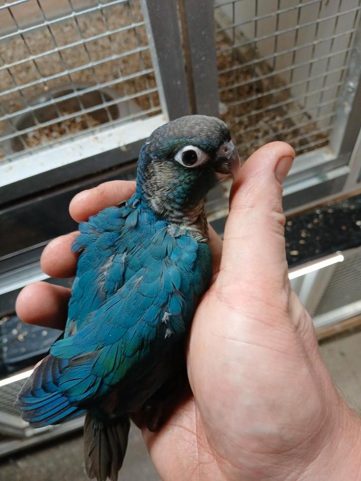 3x Tamme pyrrhura’s  alvast te reserveren, Dieren en Toebehoren, Vogels | Parkieten en Papegaaien, Papegaai, Meerdere dieren, Tam