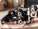 Beagle        (Beaglier), Beagle, Nederland, CDV (hondenziekte), 8 tot 15 weken