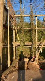 Boom, bomen, Alnus Glutinosa 18-20cm. met draadkluit, 2st., Ophalen, Halfschaduw, Overige soorten, Lente
