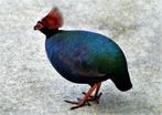 roulroul 3haantjes, Dieren en Toebehoren, Mannelijk, Tropenvogel, Geringd