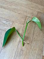 🌱 Drakenklimop - Epipremnum aureum - hangplant, Ophalen, Overige soorten, Halfschaduw, Minder dan 100 cm