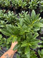 Laurier Herbergii – Snelgroeiende haagplant, Ophalen, Laurier, Minder dan 100 cm