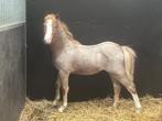 Schitterend Welsh vos roan Welsh veulen, Dieren en Toebehoren, Pony's, Hengst, A pony (tot 1.17m), Gechipt, 0 tot 2 jaar