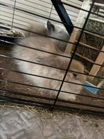 Konijntje van 16 weken, Meerdere dieren, Dwerg