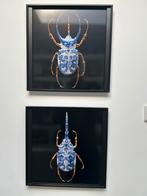 Kever op Dibond, Ophalen of Verzenden, Zo goed als nieuw, Print, Minder dan 50 cm